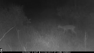 Limping Deer amp Coyotes  Trail Camera  Dupuis WEA PBC FL [upl. by Baynebridge124]