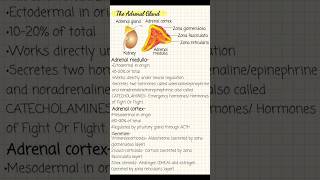 The Adrenal gland  biology adrenalgland  Bio Archives  Manan Sachdeva [upl. by Tterej]