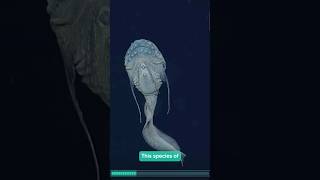 Mysterious creatures of mariana trench shorts shortsvideo viral [upl. by Accebor]