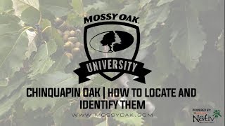 Chinquapin Oak  How to Locate and Identify [upl. by Hashimoto]