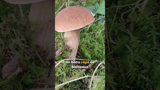 Où trouver des cèpes  🍄🍂🌳 champignons cepes champignonscomestibles cepesdebordeaux [upl. by Crabb]