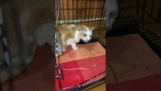 treatment cat has respiratory problem [upl. by Doughman]