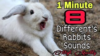 Rabbit Screaming Sounds High Quality  Rabbit Sounds  Bunny Screaming Sounds [upl. by Koball241]