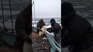 🐻‍❄️ Tiny Polar Bears Heartwarming Rescue 😍 PolarBearRescue WildlifeConservation ArcticAnimals [upl. by Rachaba]