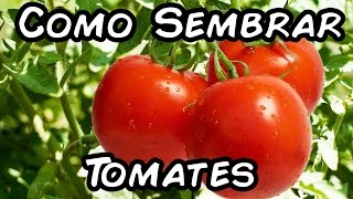 Como Sembrar Tomates Con Exito Del Semillero Al Trasplante [upl. by Magel]