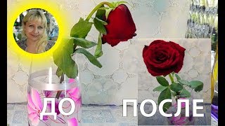 🌹🌹🌹КАК ОЖИВИТЬ УВЯДШУЮ РОЗУ ИЗ БУКЕТА  ЛАЙФХАК  ПРОЩЕ ПРОСТОГО [upl. by Yllod]