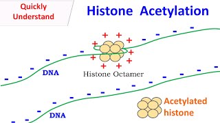 Histone Acetylation [upl. by Iat]