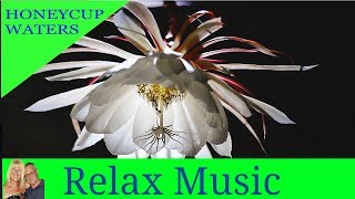 Relaxing Pan Flute  Pan Pipes Instrumental  YouTube panpipes [upl. by Adnaval]