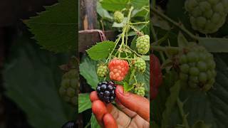 Blackberrys in my garden blackberry mygarden harvesting shortvideo ytshorts gardening fruit [upl. by Occor]