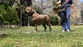 Largest Bully XXL PITBULL BGKs BIG SEXY X VIKING breeding BIG GEMINI KENNELS 142 POUND PITBULL [upl. by Lamag]