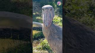 shoebill stork bird sciencefacts science [upl. by Llenra]