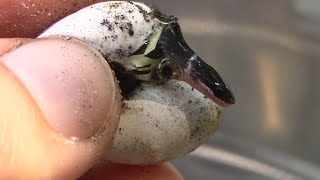 Ringneck Snake Eggs Hatching [upl. by Llohcin924]