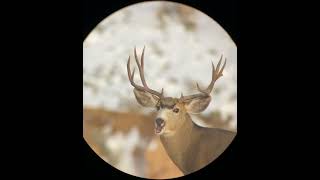 The widest muley buck I’ve ever seen bigbucks deer [upl. by Denton]