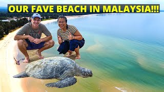 BEST BEACH in Peninsular Malaysia Cherating Beach OUR FAVOURITE  CUTICUTI MALAYSIA TRAVEL VLOG [upl. by Sackman364]