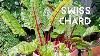 How to grow amp harves Swiss Chard in containers  Recipe [upl. by Leckie]