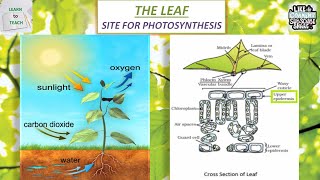 Site for photosynthesis  Cross section of a leaf  Internal structure of leaf  Photosynthesis ICSE [upl. by Cyprus]