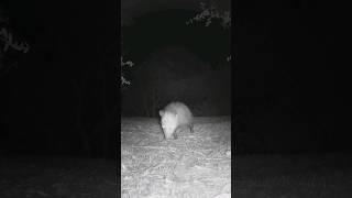 Desert Woodrat Striped Skunk Opposum🦨ᘛ⁐̤ᕐᐷ🐀 Midnight Escapades opossum woodrat stripedskunk [upl. by Moulton]