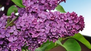 Рома Бахле и Рада Рай Цветет сирень у дома нашегоThe lilac blossom at our house HD [upl. by Melville]