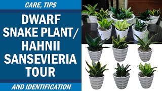 Pagaalaga ng Dwarf Snake Plant  Hahnii Sansevieria Collection and Tour [upl. by April]