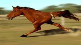 Two legged horse 4K60FPS [upl. by Ariela]