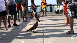 Funny Pelican on Clearwater Beach Pier 60 Florida USA [upl. by Onaicnop]