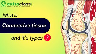 What is Connective Tissue And It’s types  Biology  Extraclasscom [upl. by Gord]