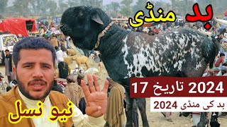 Bakra eid mandi 2024 sabir goat farm [upl. by Analli]