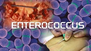 Enterococcus [upl. by Berardo]