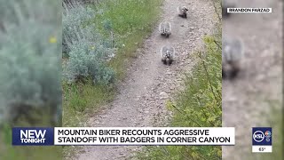 Mountain biker recounts aggressive badger standoff in Draper [upl. by Eseeryt]