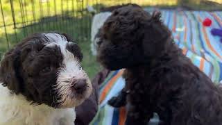 Lagotto puppies first exploration outside [upl. by Aivata]