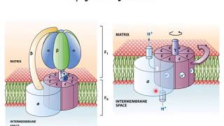 Oxidative phosphorylation 6  ATP synthase [upl. by Idet]