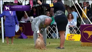 Lhasa Apsos  Breed Judging 2022 [upl. by Lladnor]