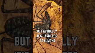 🕷️🌌 Discover the Tailless Whip Scorpion Natures Creepy Crawly Marvel [upl. by Hewe]