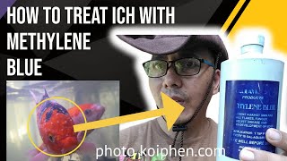 Treat Ich with Methylene Blue An Effective Guide [upl. by Demetre]