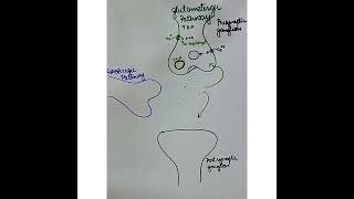 Glutamatergic Neurotransmission Excitatory pathway how do contractions occur [upl. by Yelnet494]