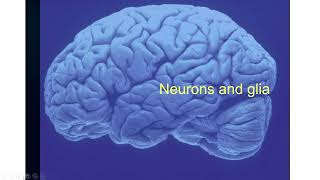 Introduction to neurophysiology 3 [upl. by Ferro881]