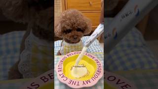 Goat milk powder which cats and dogs love to drink is rich in nutrients shorts funnyshorts [upl. by Eilerua]