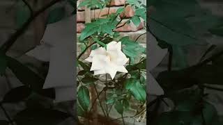 nature gozal flowers মা maa ytshorts gojal video beautiful [upl. by Gorden198]