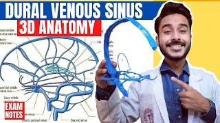 Dural Venous Sinuses Anatomy 3D  venous sinuses of brain  anatomy of dural venous sinuses [upl. by Analrahc]