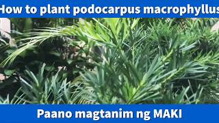 Paano Magtanim ng Maki  How to plant Podocarpus Macrophyllus [upl. by Nimocks]