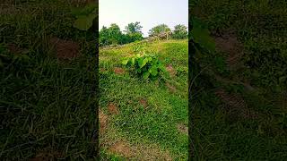 Mujhse Mohamad ka nature song short [upl. by Chace]