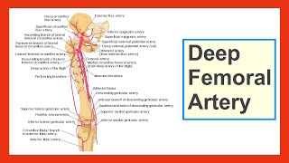 deep femoral artery [upl. by Pinkham]