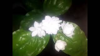 Jasmine flowers  beautiful flowersjasmine Nature sounds birds viraltrending [upl. by Leiru796]