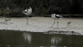 AVOCETTE ÉléganteJeunesRecurvirostra avosetta  BRUITX [upl. by Aniroz494]