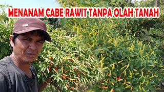 Panduan Menanam Cabe Rawit di Lahan Tanpa Olah Tanah dari Awal sampai Panen [upl. by Ardie664]