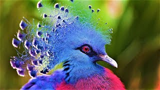 10 Most Beautiful Birds on Planet Earth 2 [upl. by Yumuk]