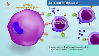 The Humoral Immune Response  Immunology Animations [upl. by Elyl]