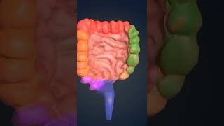 Intestinenursing 3d biology viralvideo viralshorts anatomy anatomyandphysiology sciencefacts [upl. by Arathorn217]