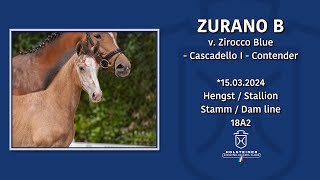 Foal AuctionFalsterbo Horse Show  Nr 10 Zurano B [upl. by Gnus474]