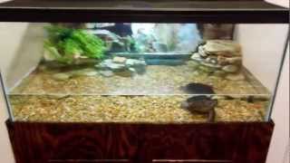 Snapping turtle tank setup [upl. by Chernow314]